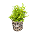 Rattan Planter Baskets