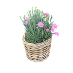 Rattan Planter Baskets
