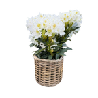 Rattan Planter Baskets